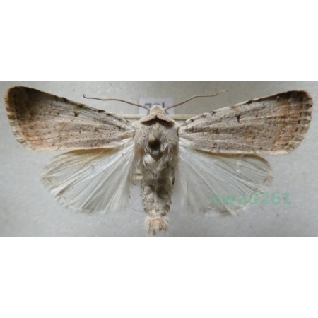 Chersotis margaritacea (de Villers, 1789) Poland79k